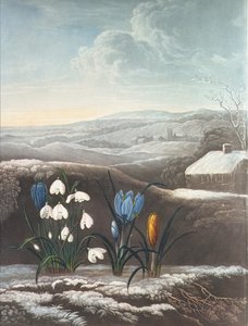 Das Schneeglöckchen, graviert von Ward, wahrscheinlich frühes 19. Jahrhundert